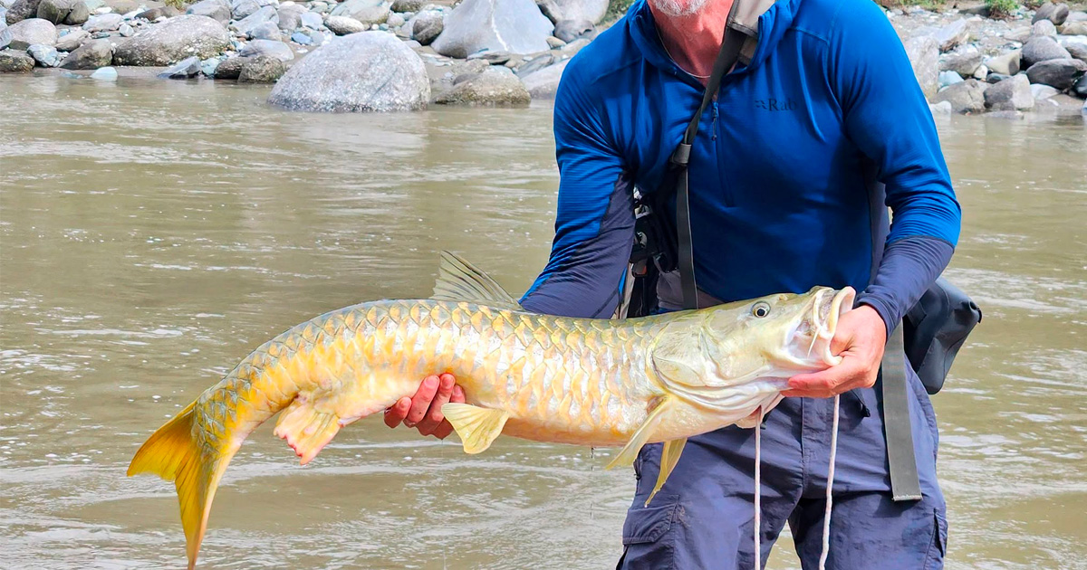 Golden Masheer Fishing Nepal
